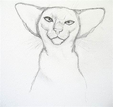 Siamese Cat Draw How2drawanimals Siamese Bocaiwwasuiw