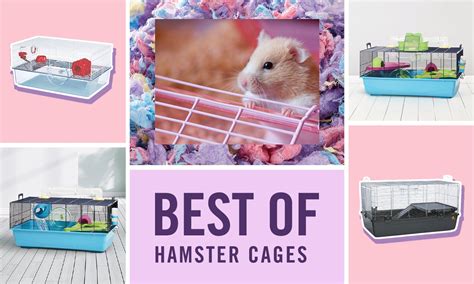 Best Hamster Cages Of 2022 According To Pet Parents Like You Bechewy