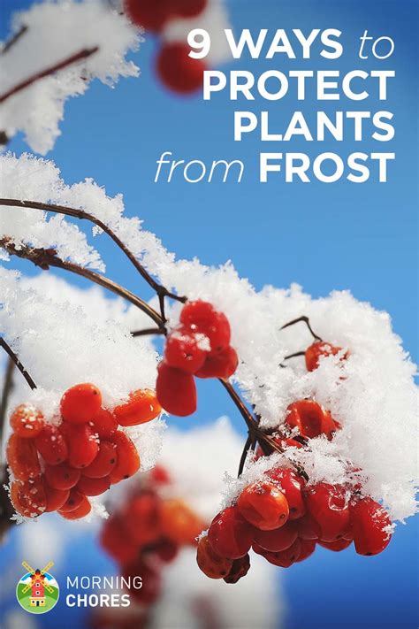 9 Ways To Protect Your Plants From An Unexpected Frost