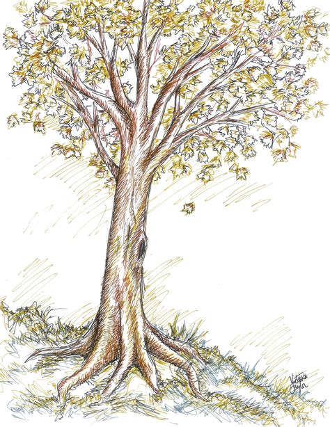 Autumn Tree Drawing At Getdrawings Free Download