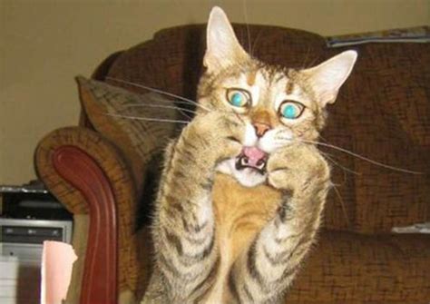 23 Hilarious Photos Of Surprised Animals Page 2 Of 3