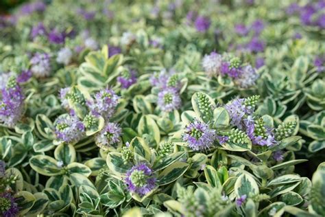 how to grow and care for hebe shrubs