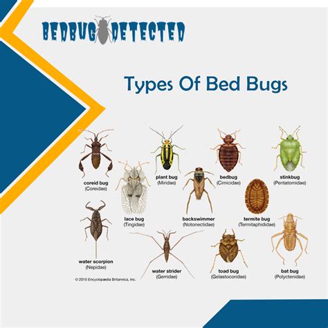 Types Of Bed Bugs All You Need To Know About Bed Bugs
