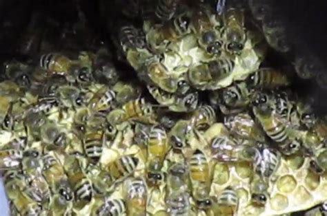 Bee Keeper Discovers Terrifying Swarm Of 40 000 Bees Under Bedroom Floor In New York Daily Star