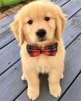 See only the cutest & most adorable pictures of golden retriever puppy dogs right here. The CUTEST Golden Retriever Puppies You've EVER Seen ...