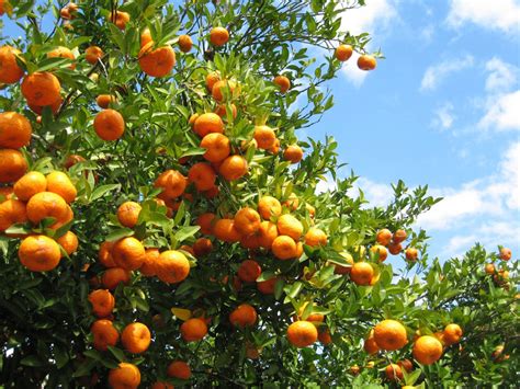 Fruit tree transparent images (4,791). Southern Fruit Trees: Learn About Fruit You Can Grow In ...
