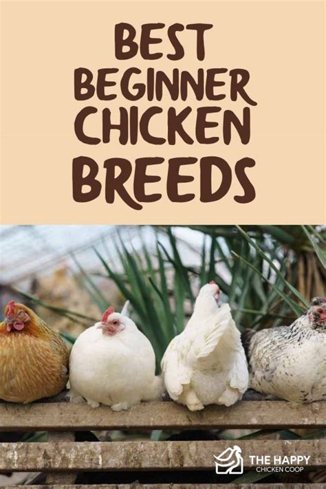 Best Beginner Chicken Breeds The Happy Chicken Coop
