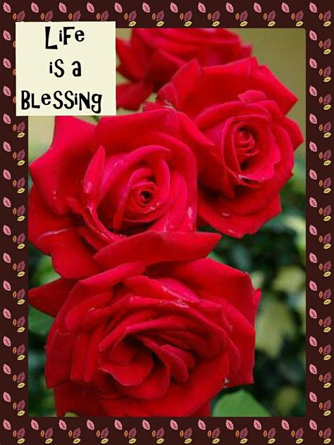 Life Is A Blessing A Blessing Rose Blessed
