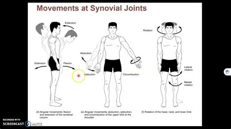 Gcse Pe The Structure Of Synovial Joints Synovial Joint คือ Việt
