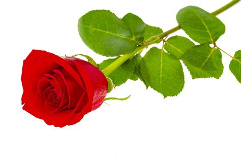 Dark Red Roses Isolated On White Background 4414534 Stock Photo At