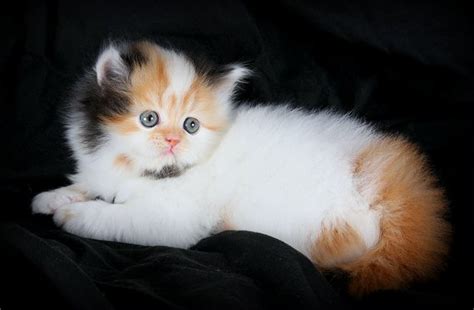 Calico Kittensultra Rare Persian Kittens For Sale 660