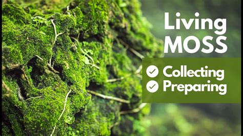 Collecting And Preparing Moss Keep Moss Alive For Further Use Youtube