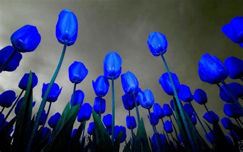 Blue Tulips Tulpen Flowerpower Blumen