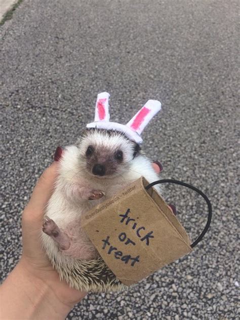 Needles are made from foam. How To Dress Up Your Hedgehog :Hedgehog Clothing - My Pets ...
