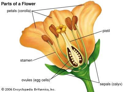 Floral diagram is a graphic representation of flower structure. flower: parts of a flower - Kids | Britannica Kids ...