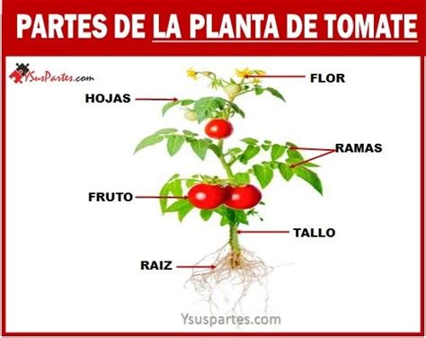 Partes De Plantas Morfolog A De La Planta De Tomate Con Hojas Verdes My Xxx Hot Girl