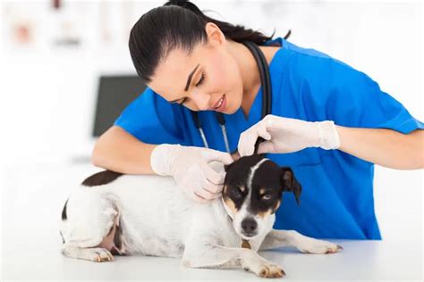 Pet Dermatology Clinton Hill Animal Clinic Brooklyn
