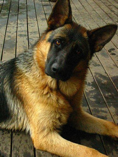 The Most Beautiful Dogs On Earth The Gsd German