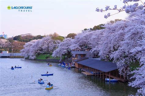Saigontourist Du Lịch Nhật Bản Ngắm Hoa Anh đào Osaka Kyoto