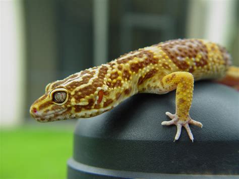 Free Leopard Gecko 4 Stock Photo