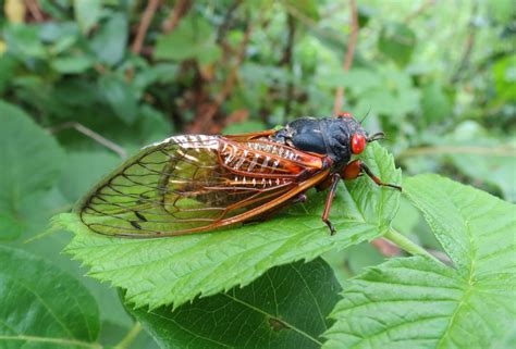 How Brood X Cicadas May Affect Your Yard