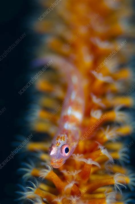 Goby On Whip Cora Stock Image C0153651 Science Photo Library