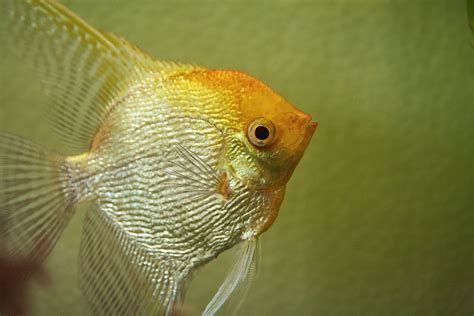 Gold Pearlscale Angelfish ゴールデンダイアモンドエンゼル Waterworld Angel Fish