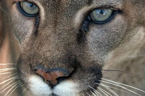 The Hypnotic Eyes Of The Cougar Mesmerizing Picture Of Turpentine