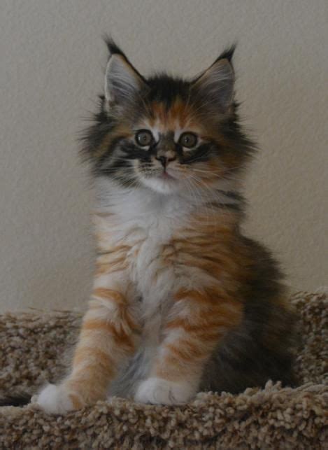 Our maine coon kittens are vet checked, well socialized and are striking examples of the maine coon breed! 207 best Maine Coons images on Pinterest | Kitty cats ...