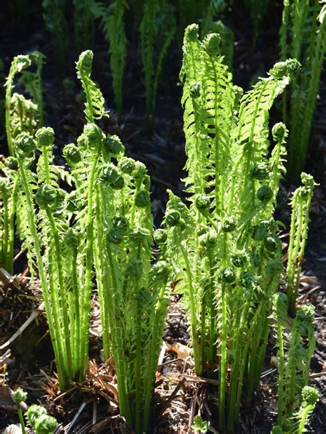In such a garden, you could position ostrich ferns in and around other bog lovers: Planting Ostrich Ferns - Growing Information And Care Of ...