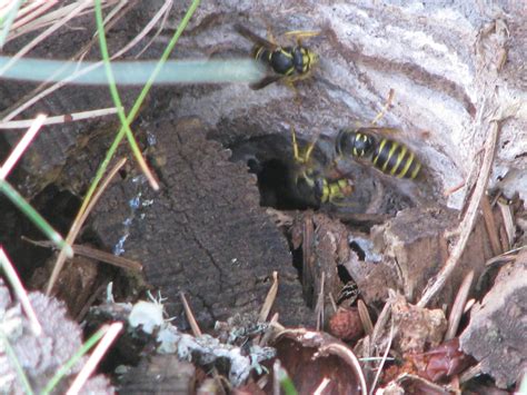 Underground Nesting Yellowjacket Wasps