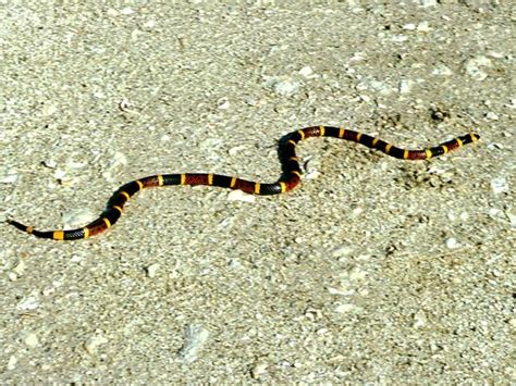 Eastern Coral Snake Facts And Pictures