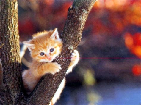 Newborn kittens have a delicate stomach and won't be able to digest average milk. baby kittens - Baby Animals Photo (19797199) - Fanpop