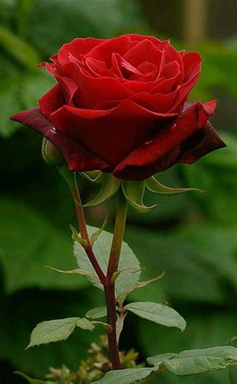 10 Mejor Para Lindas Imagenes De Rosas Rojas Hermosas Alyshia