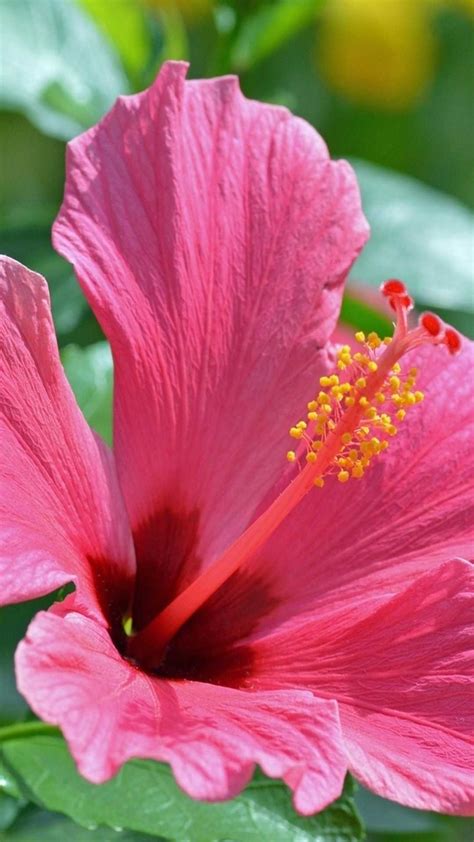 Iphone Hibiscus Wallpaper Kolpaper Awesome Free Hd Wallpapers