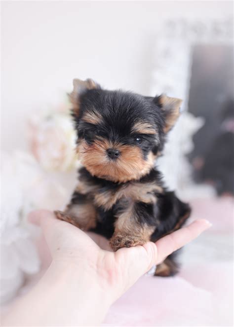 Looking for the best wallpapers? ABOUT TEACUP PUPPY HOME ~ TeaCup Puppy Home - Toy TeaCup Yorkies For Sale