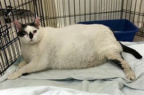 New Yorks Fattest Cat Needs A Stroller To Get Around Town