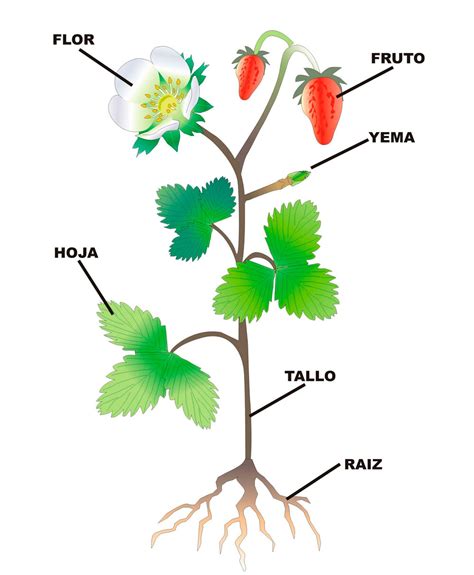 ¿qué Son Las Plantas Principia