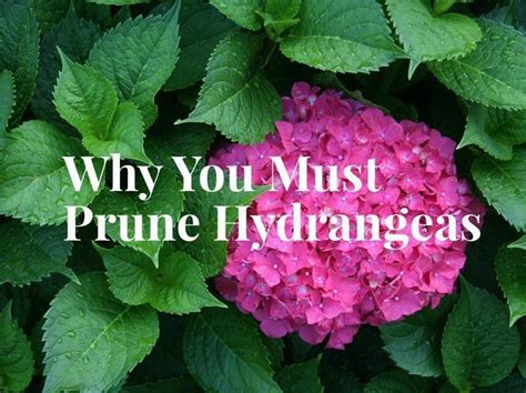 Pruning Hydrangeas Channel Gardening Hydrangeas Prune Tree Tre