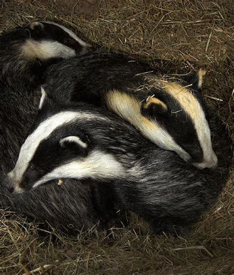 Badger Badger Sleeping Animals Honey Badger