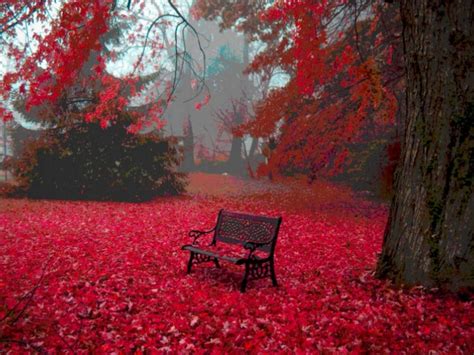 Red Autumn Leaves Hd Desktop Wallpaper Widescreen High