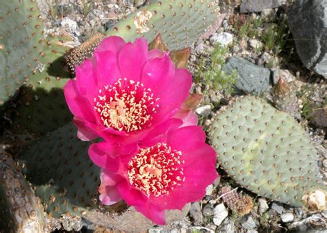 Arizona Desert Wildflower Pictures Wanderwisdom