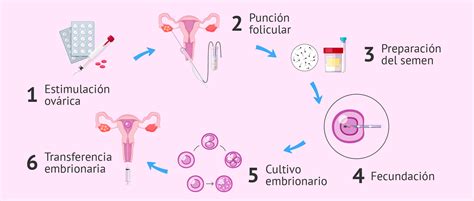 Proceso de fecundación in vitro