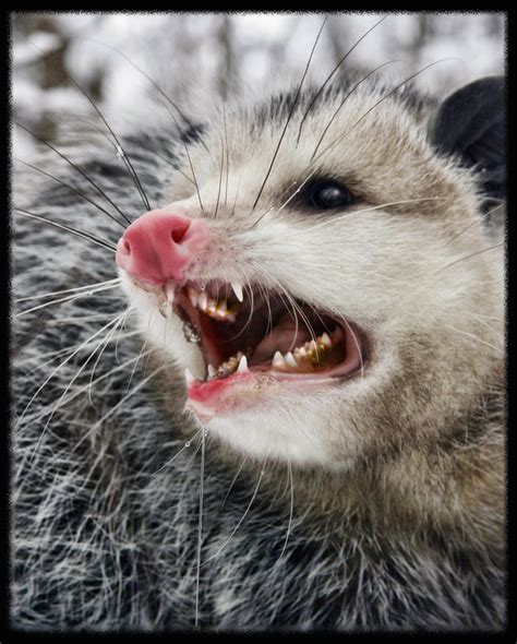 Angry Opossum By Jackmaegli On Deviantart