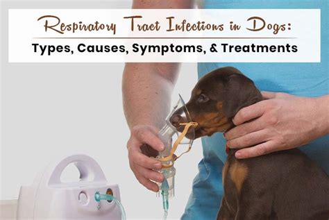 Respiratory Tract Infections In Dogs Types Causes Symptoms And
