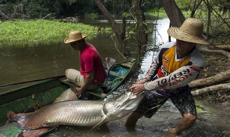 A Pesca Do Pirarucu Na Amazônia Jornal O Globo