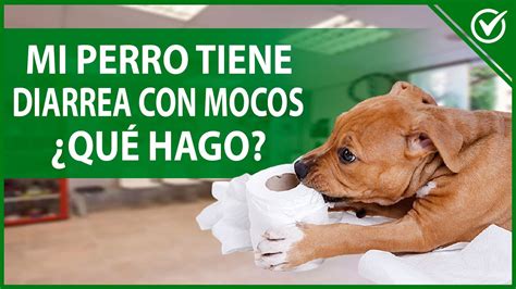 Diarrea En Perros Cachorros Actualizado Abril