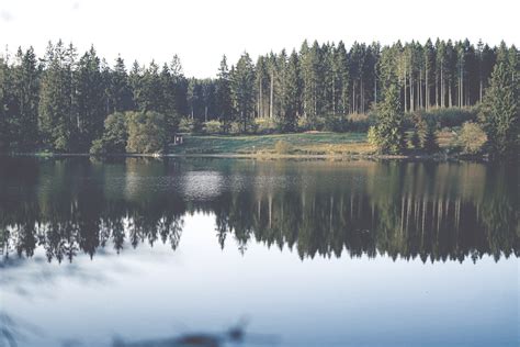 Calm Body Of Water Surrounded With Trees During Daytime Photo Free