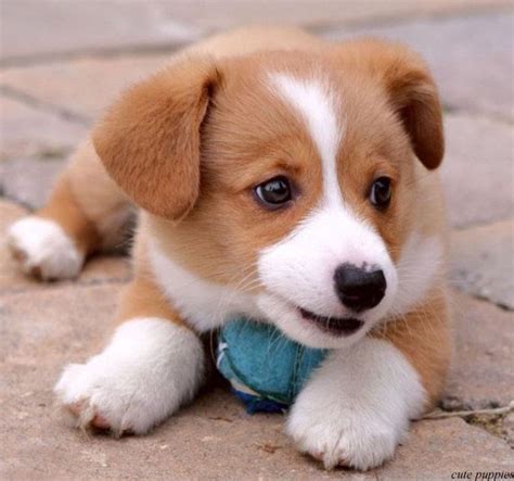 Stunning Cute Puppies Pictures And Wallpapers Of Dogs