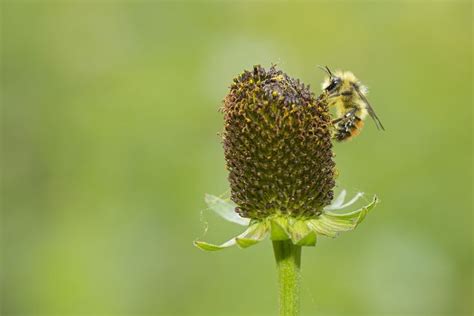 These Photos Show The Stunning Diversity Of North Americas Native Bees